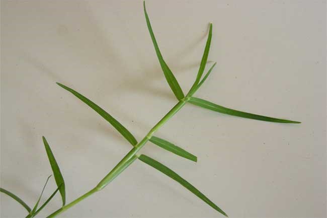 Durva Grass