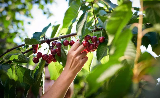 cherry plant