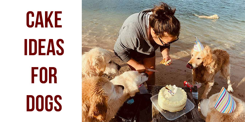 six_cake_ideas_for_dogs